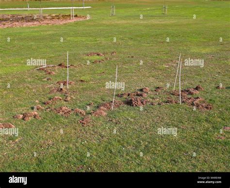 Voles damage 2 Stock Photo - Alamy