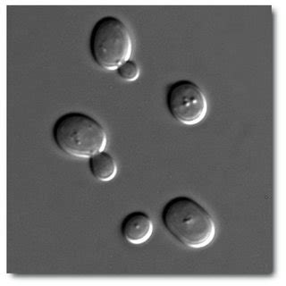 Budding yeast (Saccharomyces cerevisiae) | Download Scientific Diagram