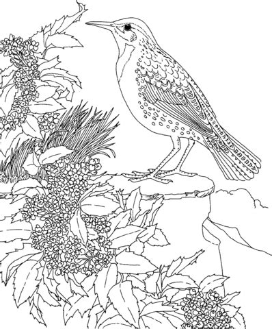 Meadowlark and Oregon Grape State Bird and Flower coloring page | Super ...