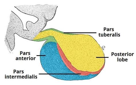 The Pituitary Gland - Structure - Vasculature - TeachMeAnatomy