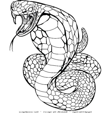 Rattlesnake Coloring Page At Getdrawings Free Download