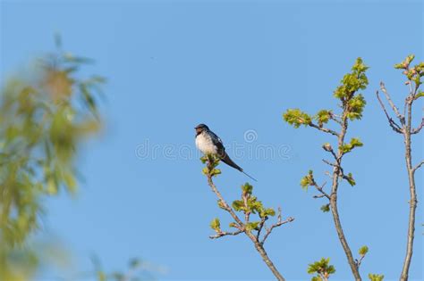 P Ssaro No Ramo Foto De Stock Imagem De Filial Beleza