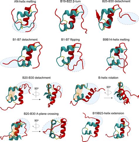 Tertiary Structure Of Insulin