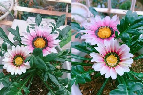 A Comprehensive Guide to Growing Gazania rigens - FlowersLib