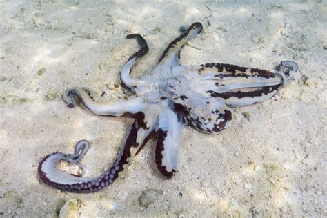 Why Are These Octopi Beaching Themselves?