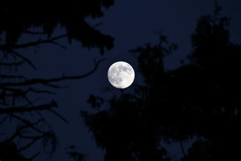 Gambar Pohon Alam Langit Suasana Siang Hari Kegelapan Bulan