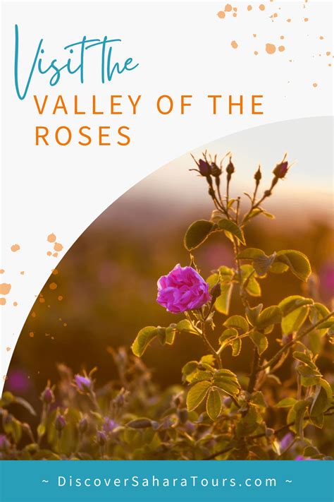 Exploring The Valley Of The Roses In Morocco Discover Sahara Tours