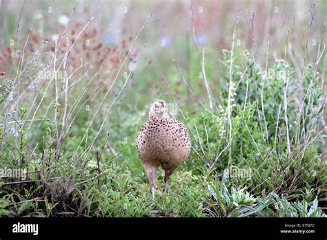 Pheasant, common pheasant, gallinaceous birds, Phasianus colchicus ...