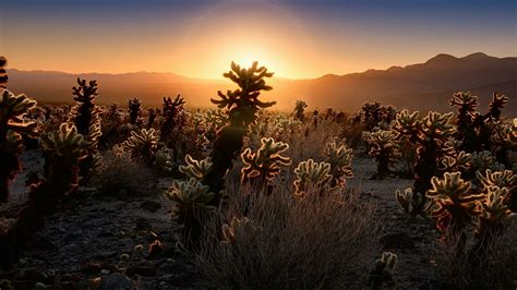 Cholla Cactus Garden at sunrise - Joshua Tree National Park, California ...