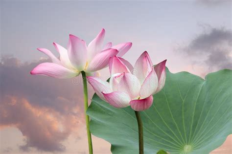 Flor De Loto Rosa Floreciente O Nucifera Nelumbo En El Estanque Se