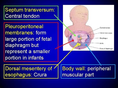 Body Cavities Primitive Mesenteries Diaphragm Dr Zeenat Zaidi