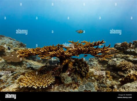 Closeup of beautiful wide spreading branching coral on reef Stock Photo ...