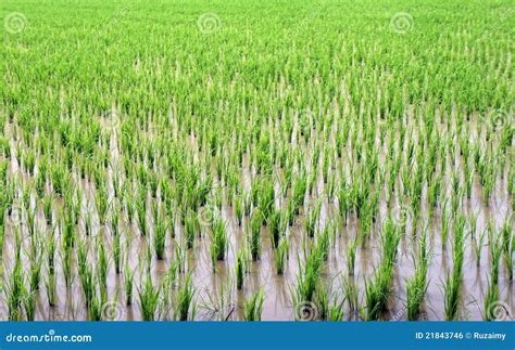 Green Paddy Field Stock Photo Image Of Organic Field 21843746