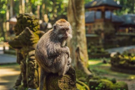 Monkey Forest Ubud Bali Harga Tiket Aktivitas Info Wisata 2024