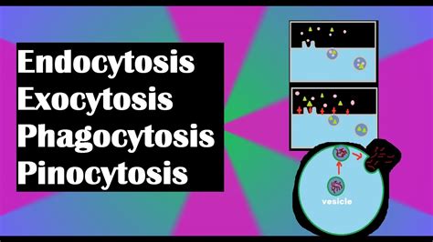 Endocytosis Exocytosis Phagocytosis And Pinocytosis Explained Youtube