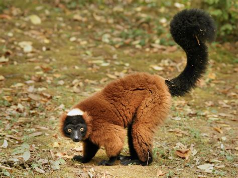 Lemur - Red Ruffed Lemur Information for Kids