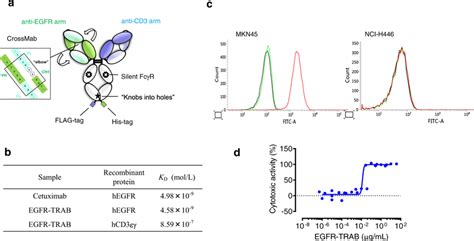 EGFR TRAB Shows TDCC In MKN45 A Schematic Illustration Of EGFR TRAB