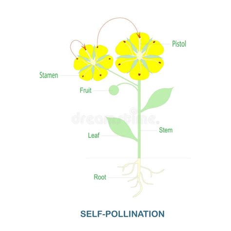 Self Pollination Pollination Of Flowering Plants Scheme For Biology