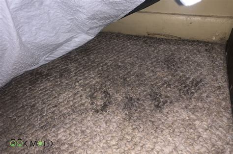 How To Clean Mold From Carpet Effectively In Easy Ways Porculine