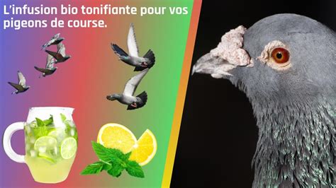 Linfusion Bio Tonifiante Pour Vos Pigeons De Course Youtube