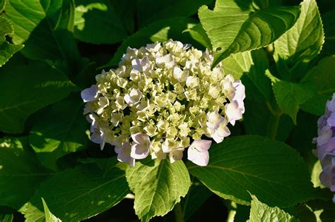 Bunga Hydrangea Tanaman Foto Gratis Di Pixabay Pixabay