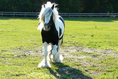 Jenns Blue Eyed Stallion Turning 4 Years Old Gg Mojo Gg Cushti Bok X