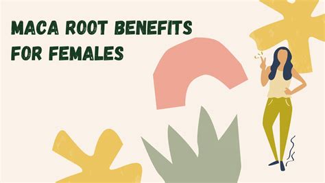 Maca Root Benefits For Females The Top Supplements