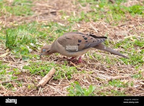 Mourning Dove With Eyes Closed Hi Res Stock Photography And Images Alamy