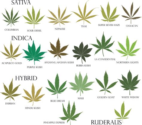 Types of weed. Sativa, Indica, Hybrid and Ruderalis cannabis leaves in black outline for use in ...