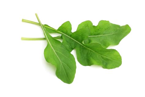 Rocket Cultivated Arugula Seeds Heirloom Seeds Canada