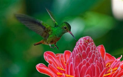 Flores Podem Atrair E Salvar Esp Cies De Beija Flor Ciclovivo