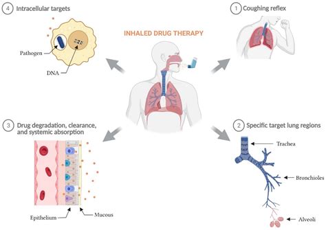 Pharmaceutics Free Full Text Strategies To Overcome Biological