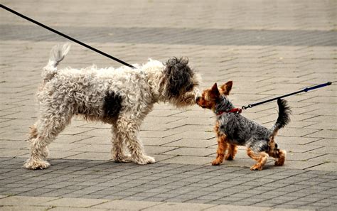 What Causes Leash Reactivity In Dogs