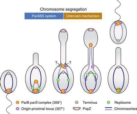 Model Of The Two Step Chromosome Segregation Process In H Neptunium