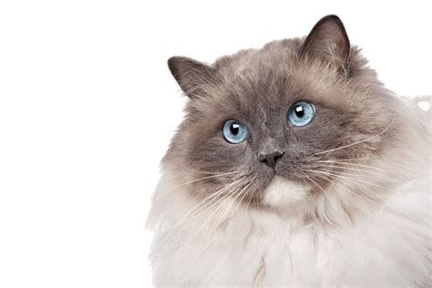 Gatitos Ragdoll Grises Adorable Gato Ragdoll Con Cola Gris Esponjosa