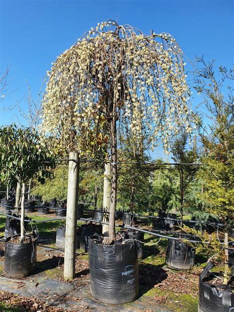 Weeping Pussy Willow Salix Caprea Pendula Off