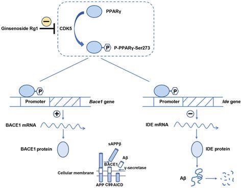 Ginsenoside Rg1 Reduces β‑amyloid Levels By Inhibiting CdΚ5‑induced