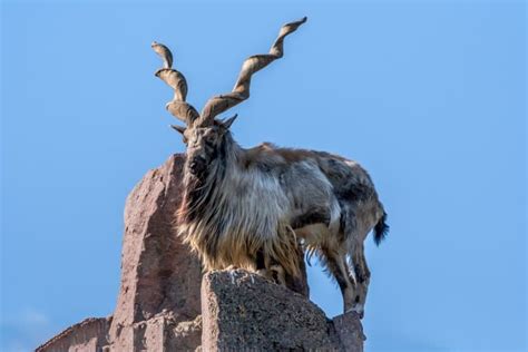 12 Majestic Markhor Facts - Fact Animal