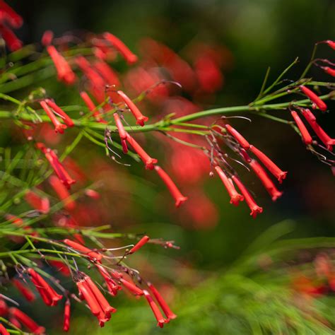 Firecracker Plant - Charleston Parks Conservancy