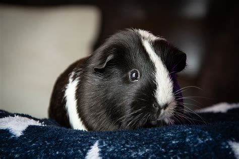 Black and White Guinea Pig · Free Stock Photo