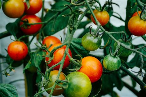 How To Ripen Green Tomatoes Successfully Plants Spark Joy