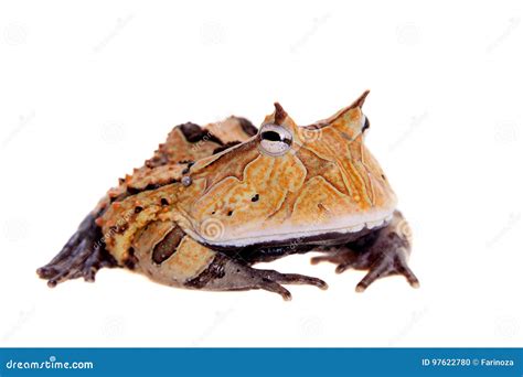 The Surinam Horned Frog Isolated On White Stock Photo Image Of