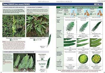 Architectura Natura Britain S Ferns Clubmosses Spikemosses