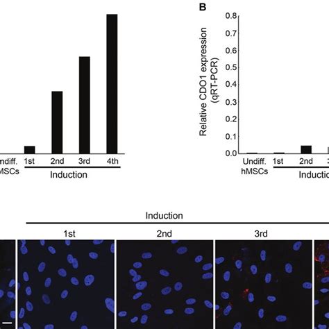 CDo1 Expression During Adipogenic Differentiation Of HmsCs A TG