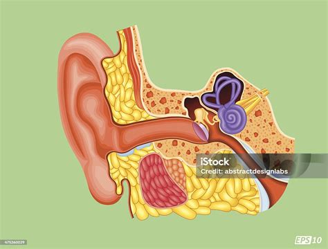 Telinga Manusia Penampang Ilustrasi Stok Unduh Gambar Sekarang