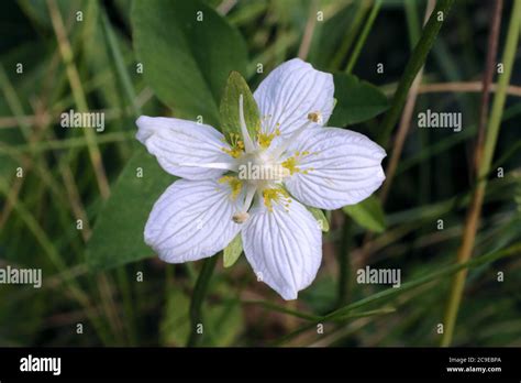 Grass Parnassus Parnassia Palustris In Hi Res Stock Photography And