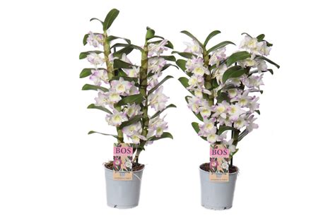 Dendrobium Nobile Classic Pandora Plant Wholesale Floraccess