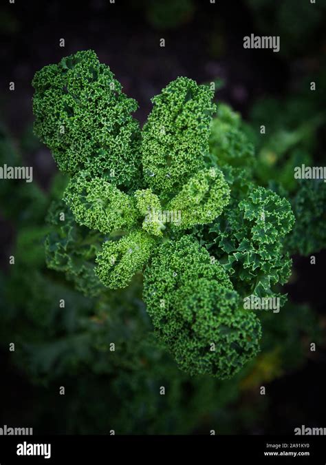 Cultivo De Col Fotograf As E Im Genes De Alta Resoluci N Alamy