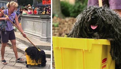 Une femme déguise sa chienne en serpillère et c est probablement le