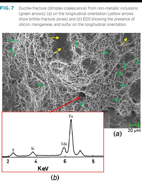 Where The Yellow Arrows Indicate The Initiation Of Cleavage The Download Scientific Diagram